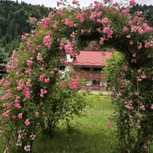 Arcadă de trandafiri în grădina Casei Flori de Voroneț