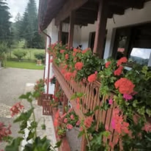 Flori la Casa Flori de Voroneț