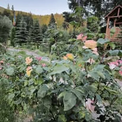 Flori la Casa Flori de Voroneț
