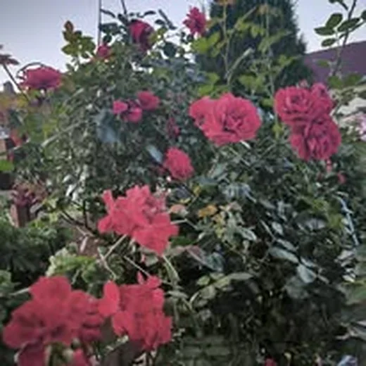 Flori la Casa Flori de Voroneț