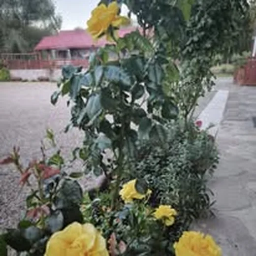 Flori la Casa Flori de Voroneț