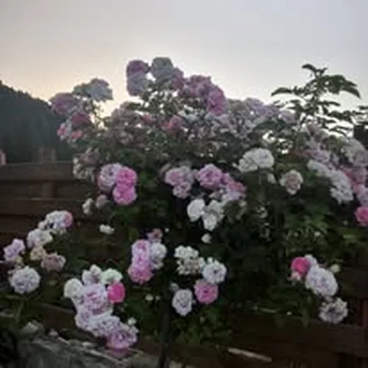 Trandafiri galbeni la Casa Flori de Voroneț