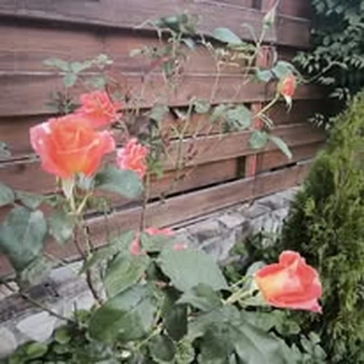 Trandafiri la Casa Flori de Voroneț