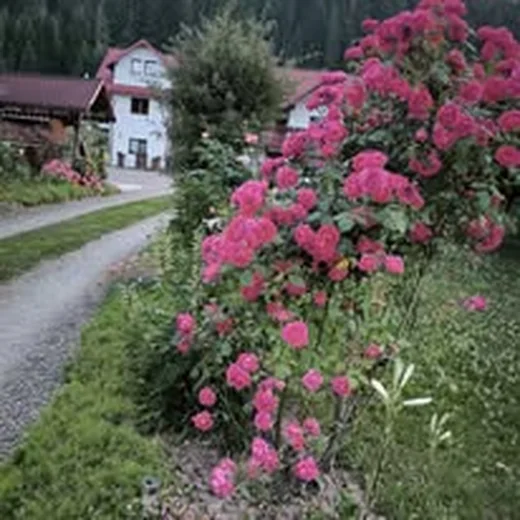 Trandafir portocaliu la Casa Flori de Voroneț