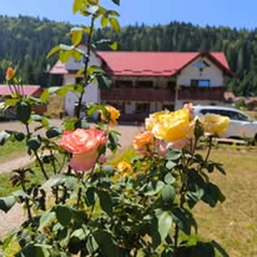 Flori mov și trandafiri la Casa Flori de Voroneț