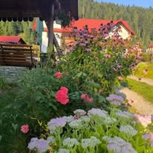 Trandafiri în fața pensiunii Casa Flori de Voroneț